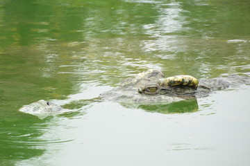 close up of salt water crocodile.
