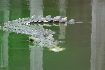 close up of salt water crocodile.