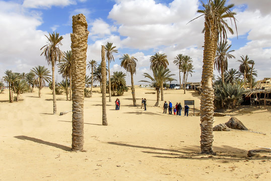 Sinai Peninsula, Egypt, 19 February 2008: Moses Springs, Water wells and palms