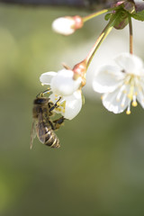 A bee on a cherry blossom. Collects nectar, pollination.