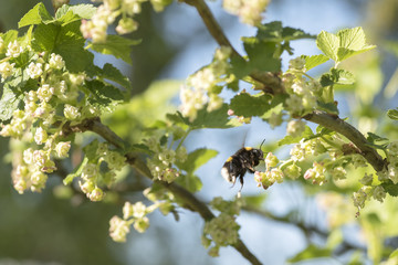 A bee on a currant flower collects nectar, pollination.