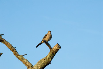 Fototapeta na wymiar Northern Mockingbird Sitting on a Tree Branch