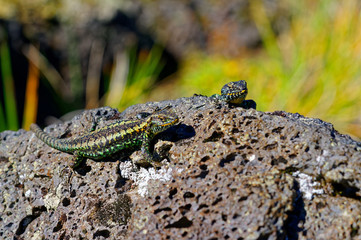 Naklejka na ściany i meble Lizards fighting the top of the volcanic rock, southern Chile