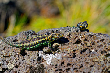 Lizards fighting the top of the volcanic rock, southern Chile