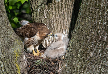Red Tailed Hawk Nest