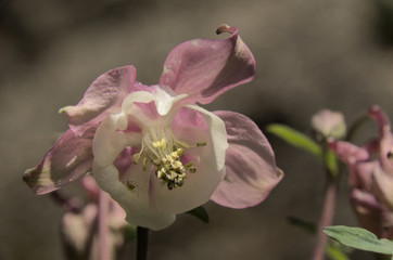 Aquilegias in cottage garden