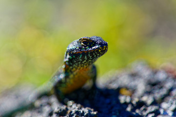 Lizard on a volcanic rock, on the heights of the Antillanca Volcano