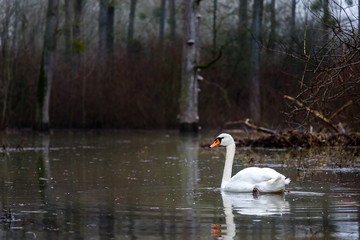 A white swan swims through a flooded, mushy forest