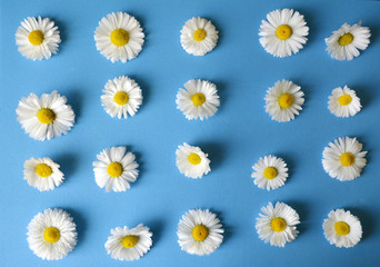 Obraz premium floral pattern of white chamomiles (daisies) on a blue background. flat.top view