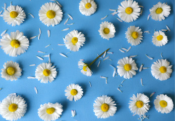 floral pattern of white  chamomiles (daisies) on a blue background. flat.top view