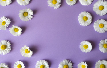 frame from flowers of camomile on purple background, floral pattern(layout), creative flower composition.flat lay, copy space, macro.