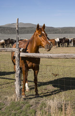 Sorrel horse in rustic wooden corral on prairie