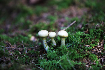 Forest Mushroom