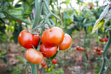 Tomatoes field greenhouse
