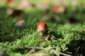 Forest Mushroom