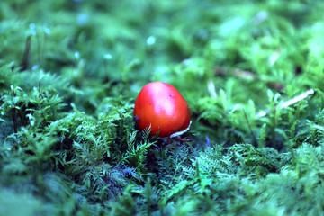 Forest Mushroom