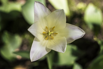 white tulip blurred background - obrazy, fototapety, plakaty