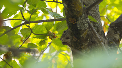 Squirrel eating among green leaves