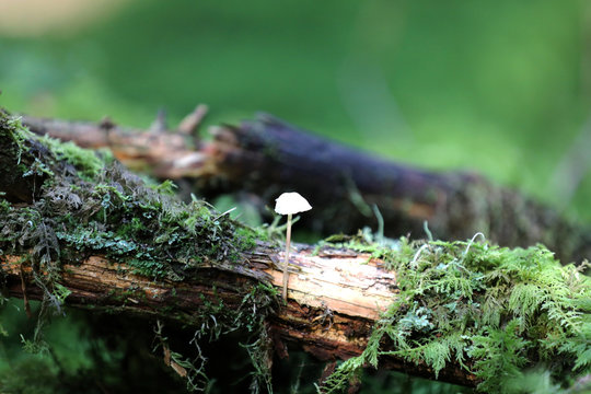 Forest Mushroom
