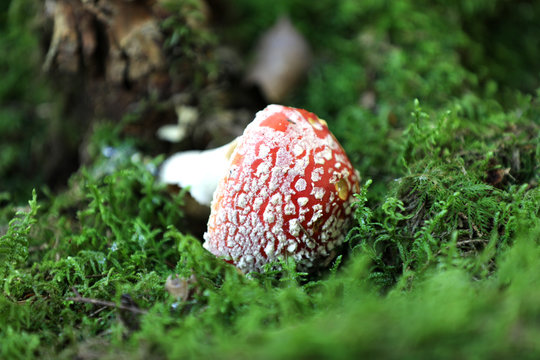 Forest Mushroom