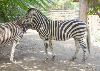 beautiful zebra animal at the zoo