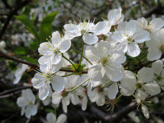 Blooming apple tree close-up. Spring background