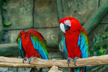 two parrots - one with a head, the other - no