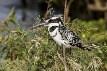 Martin pêcheur pie,.Ceryle rudis, Pied Kingfisher, Sénégal