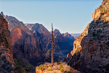 Landscape view of Zion valley with dry tree foreground, Utah