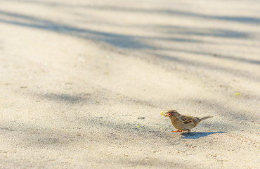 sparrow on the path in the park