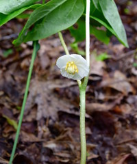 Detail of the flower of a mayapple plant in a forest.