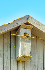 a birdhouse and spring, at sunset