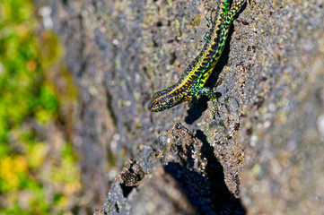 Lizard on a volcanic rock, on the heights of the Antillanca Volcano