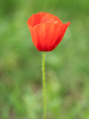 Obraz premium Feuerblumer mit unscharfem Hintergrund in der Natur, Bokeh