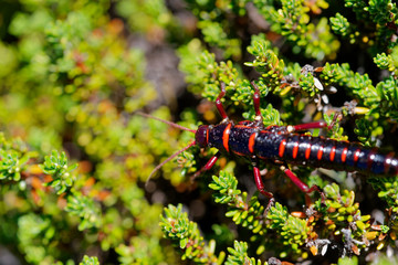 Agathemera crassa eating and hiding. It is a fasmatode insect native to Chile. It is known for the intense odor it secretes, used as a defense