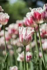 Obraz premium red and white tulips