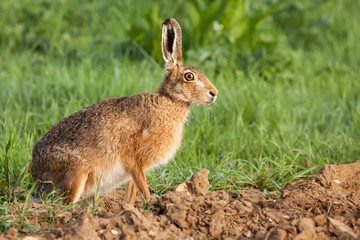 Fototapeta premium Wild hare portrait in Norfolk UK