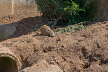 Obraz premium meerkat suricati surikatta running on sand. african animals 