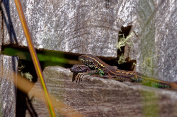 alpha male lizard taking a sunbath with females