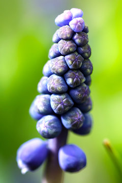 Garden Flowers