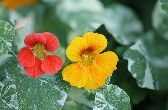 Garden Flowers