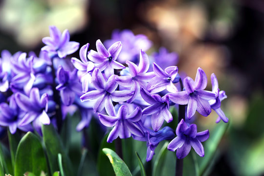 Garden Flowers