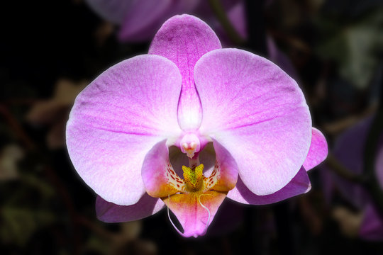 Garden Flowers