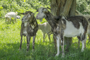 Naklejka na ściany i meble A goats grazing