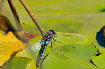 Dragonfly over a lotus flower leaf