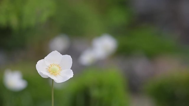 Focus on white japanese anemone
