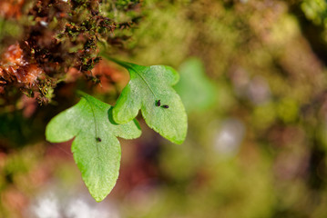 Leaves growing on the trunk of a tree and with parasitic insects on them
