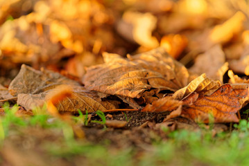 Dry leaves on the ground product of the arrival of autumn