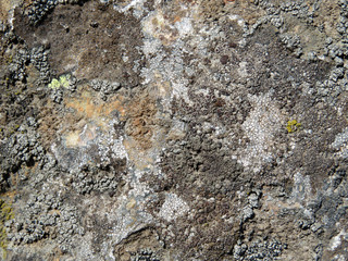 Old mossy stone texture. Dirty stone surface with lichen and moss