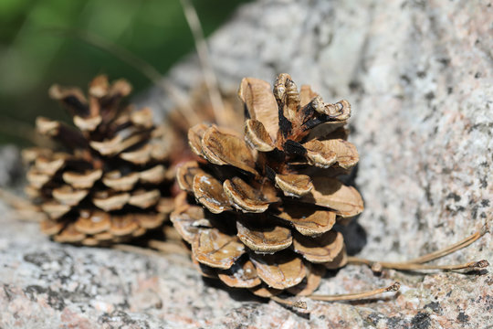 Forest Pines